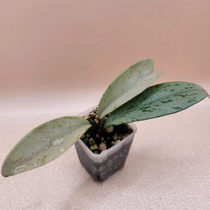 호야 푸비갈릭스 핑크고스트