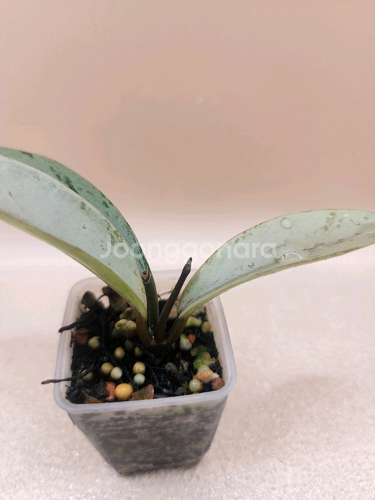 호야 푸비갈릭스 핑크고스트--1