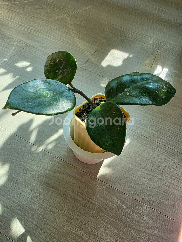 호야 스노우볼--1