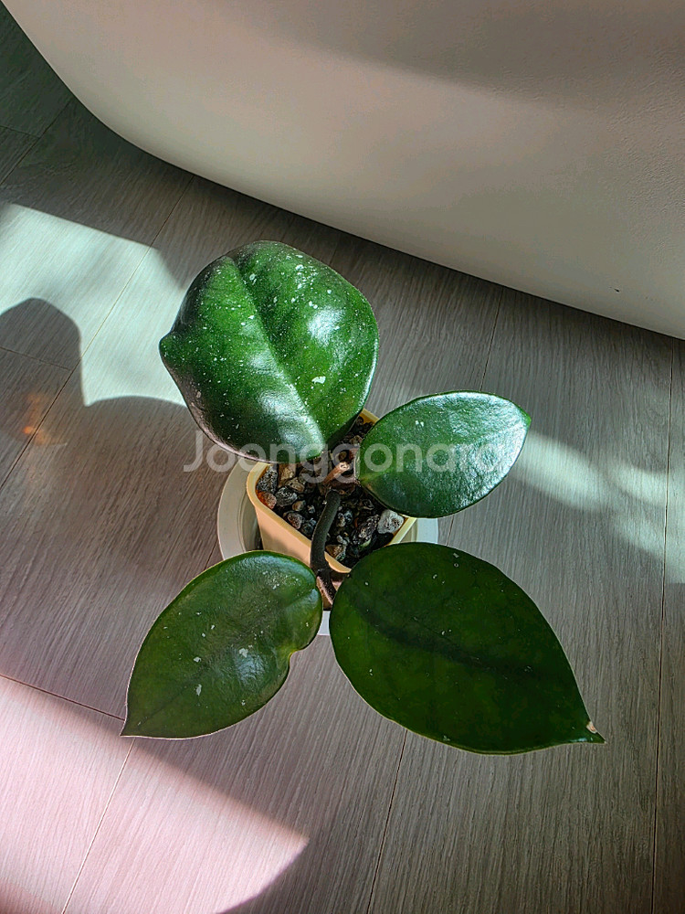 호야 스노우볼--0