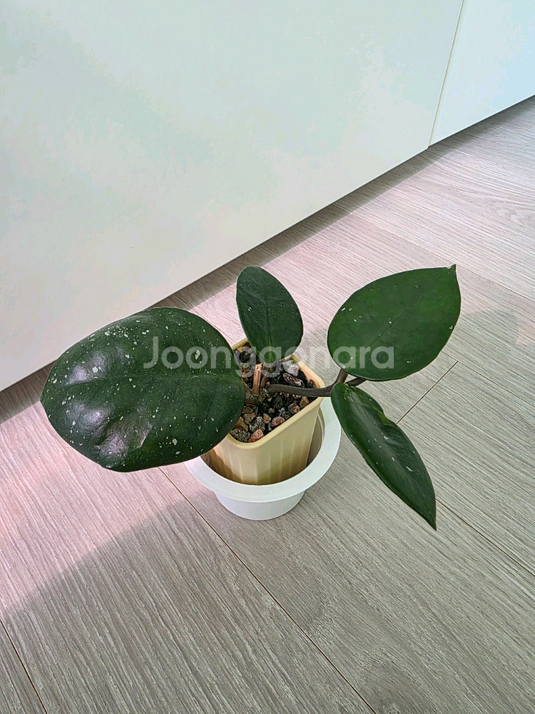 호야 스노우볼--4