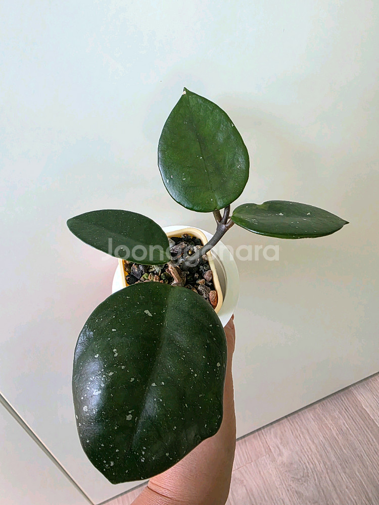 호야 스노우볼--2