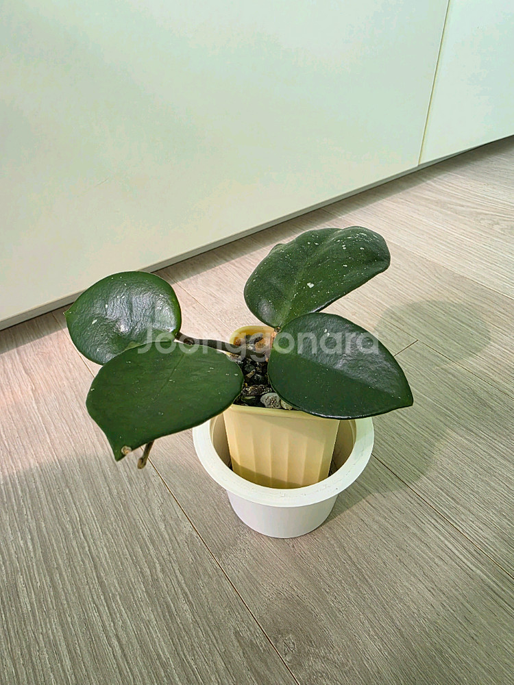 호야 스노우볼--3