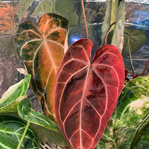 안스리움 하이브리드 바리에가타