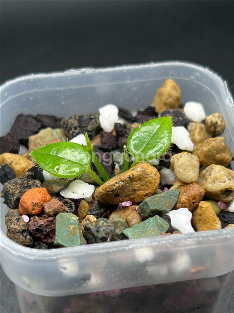 호야 오레오스파르테--1