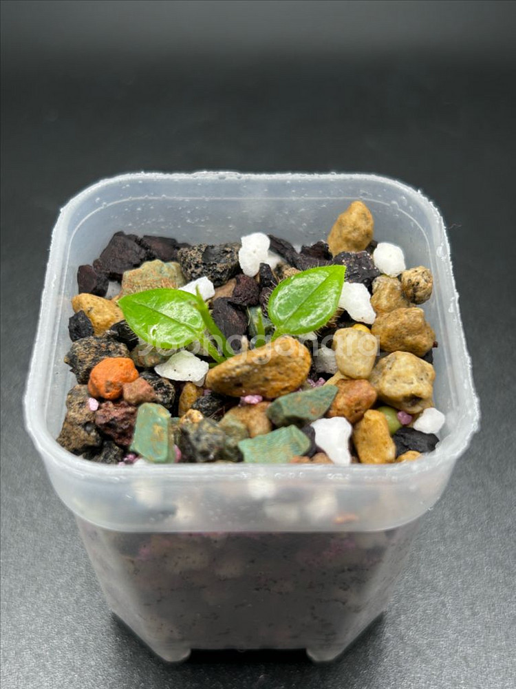 호야 오레오스파르테--0