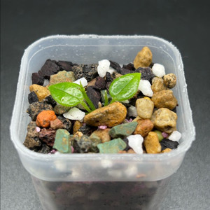 호야 오레오스파르테