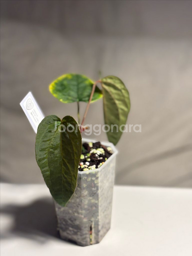 안스리움 aosx(fsrlxfs)--1