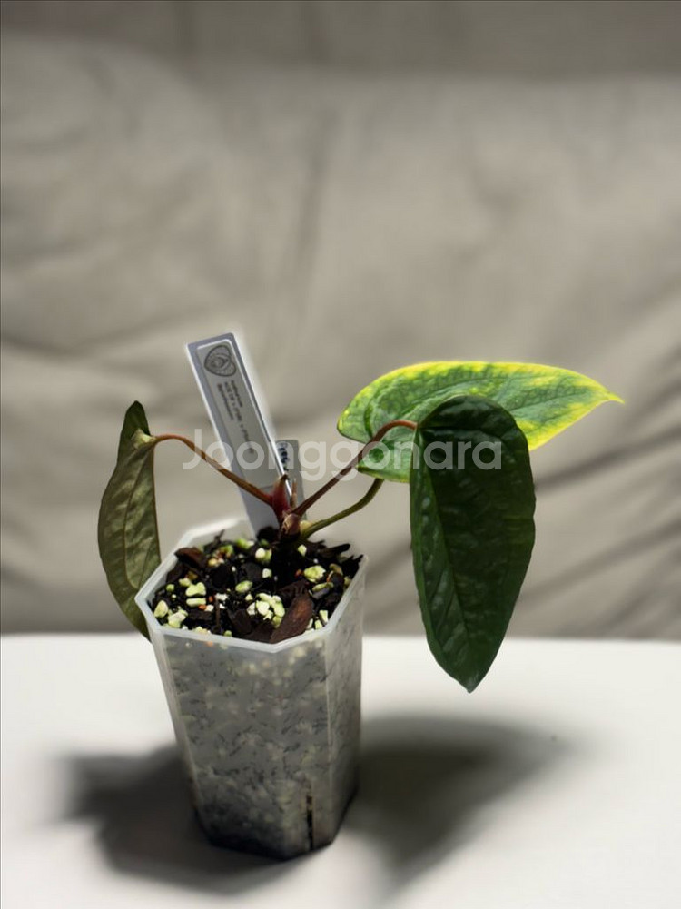 안스리움 aosx(fsrlxfs)--2