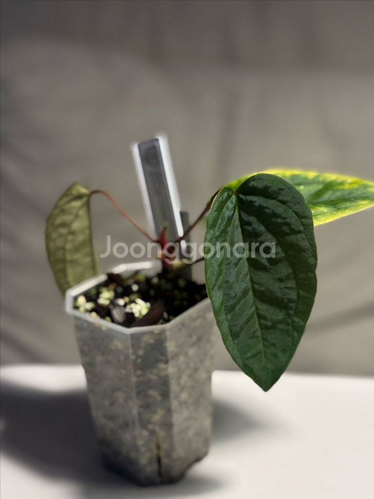 안스리움 aosx(fsrlxfs)--0