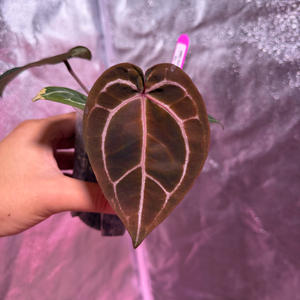 레드크리스탈리넘 테줄라