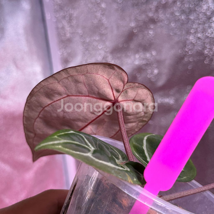 레드크리스탈리넘 테줄라--4