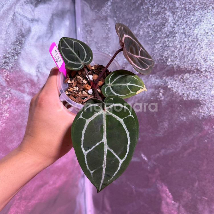 레드크리스탈리넘 테줄라--3