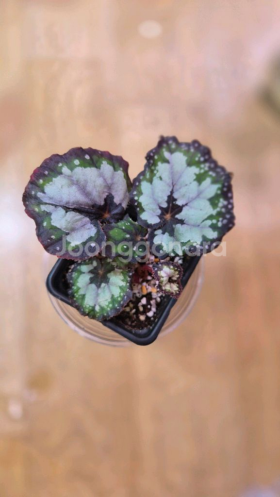 베고니아돌체비타--2