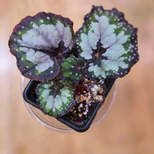 베고니아돌체비타