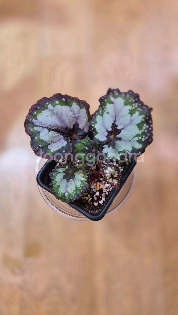 베고니아돌체비타--1