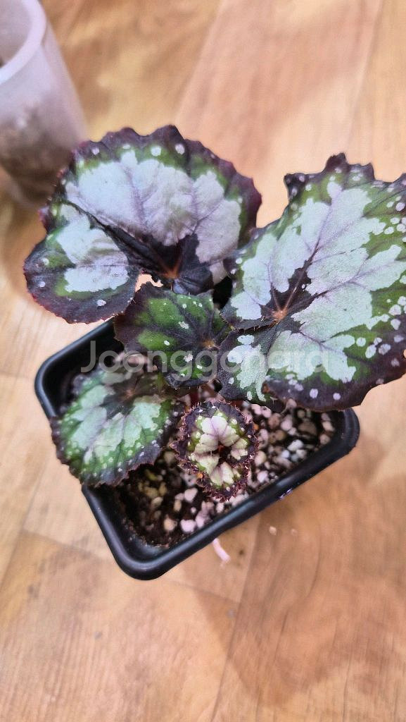 베고니아돌체비타--4