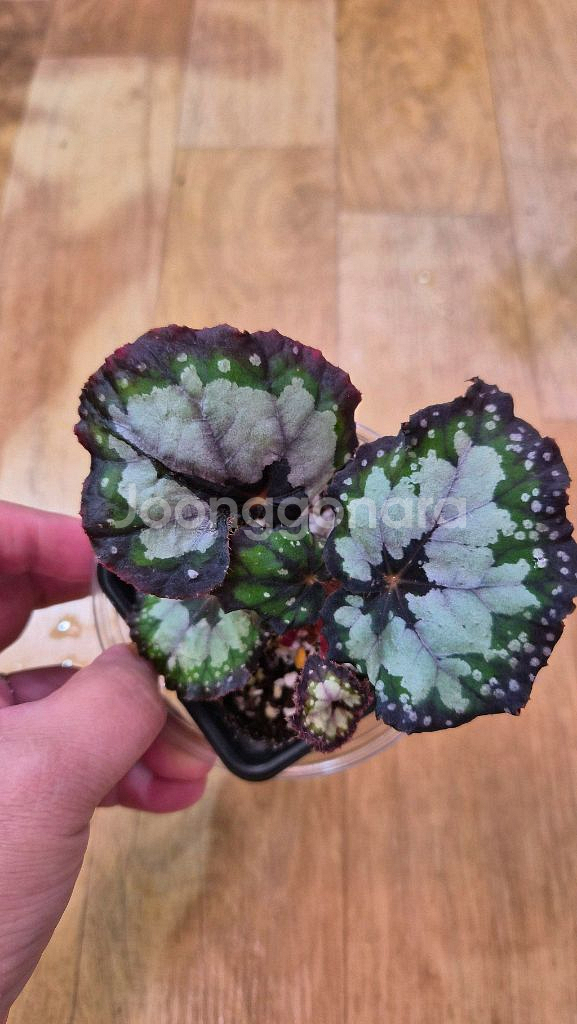 베고니아돌체비타--3