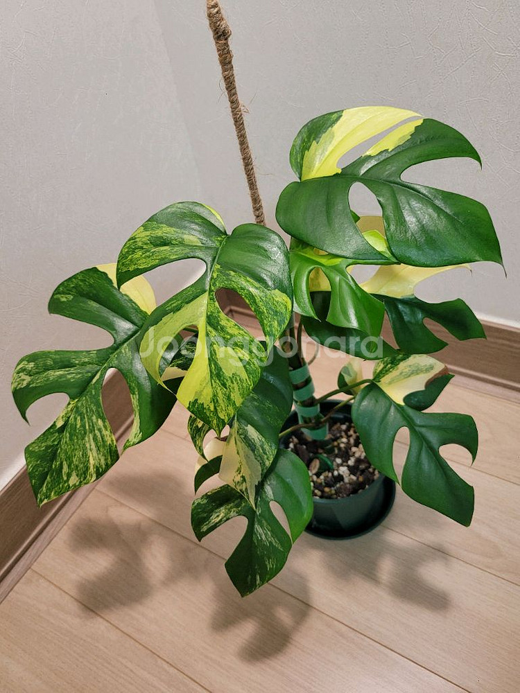 옐로우 히메몬스테라--0