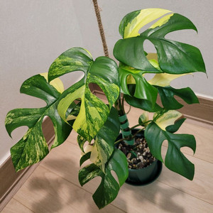 옐로우 히메몬스테라