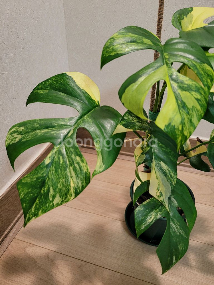 옐로우 히메몬스테라--1