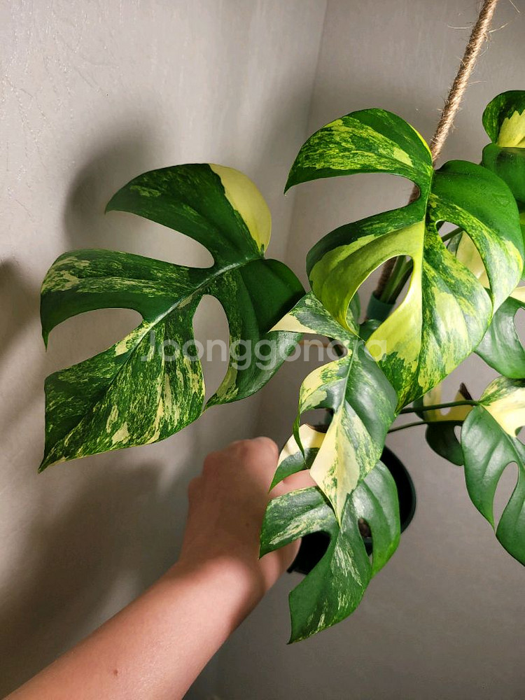 옐로우 히메몬스테라--2