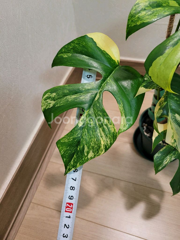 옐로우 히메몬스테라--4