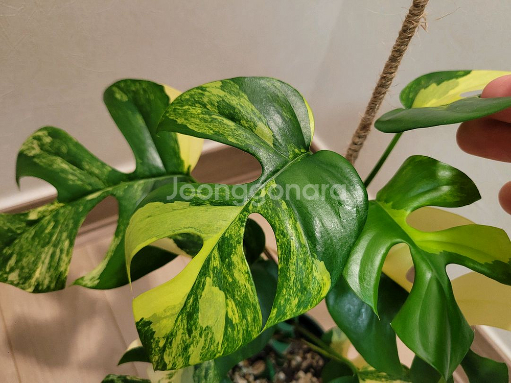 옐로우 히메몬스테라--3