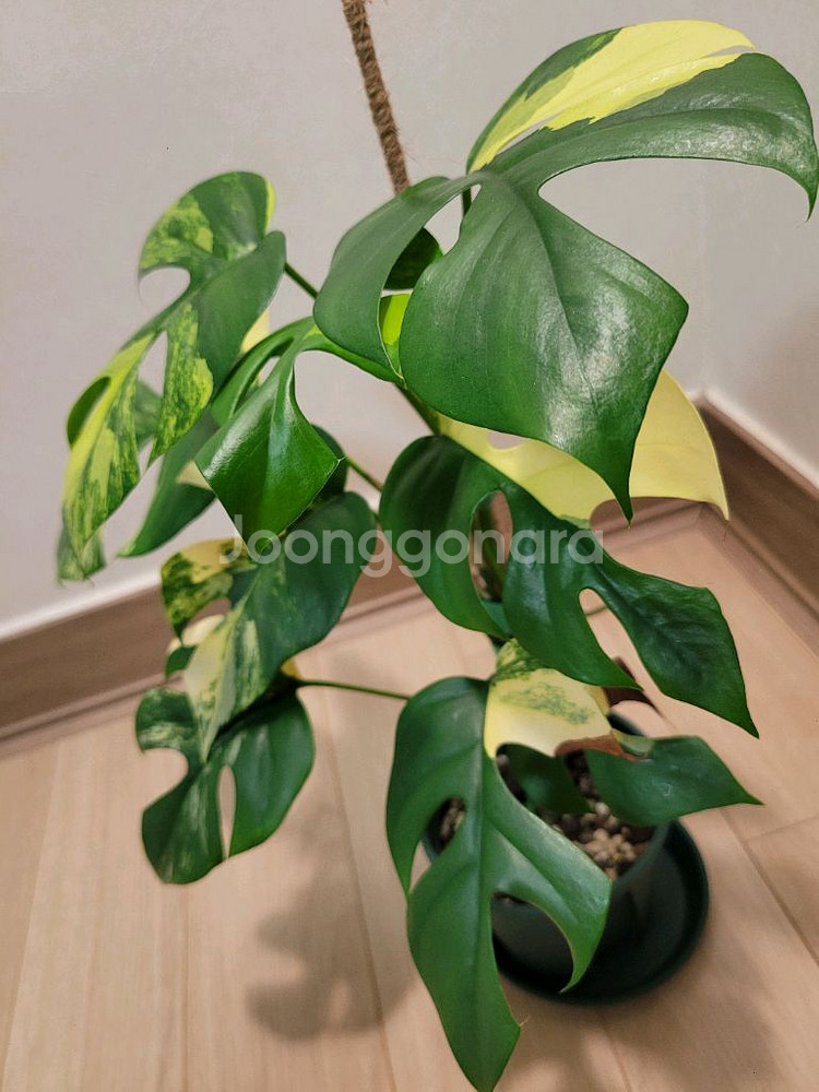 옐로우 히메몬스테라--5