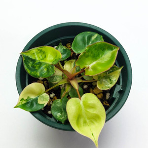 [할인] 필로덴드론 빌리에티에 바리에가타