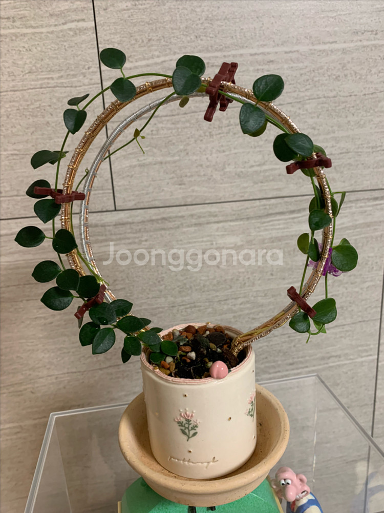 호야 식물 지지대--5