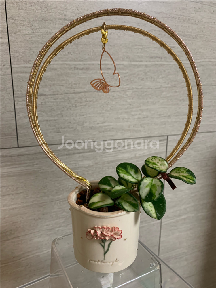 호야 식물 지지대--4