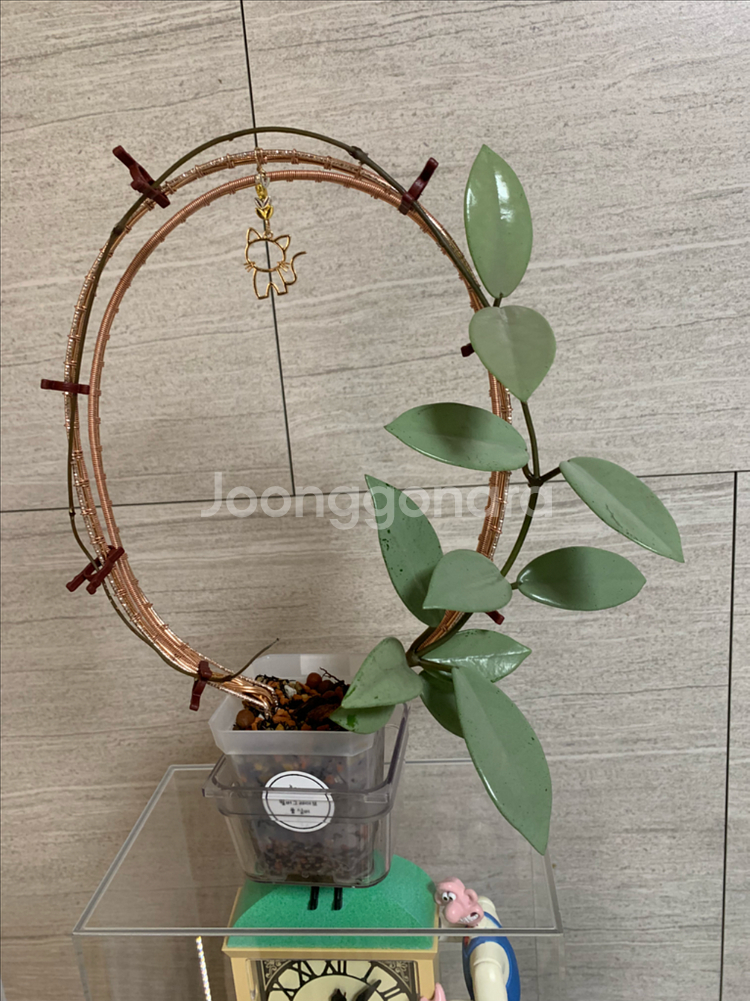 호야 식물 지지대--6