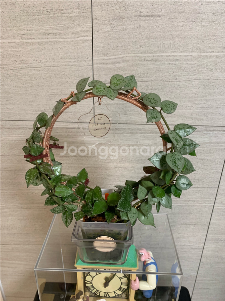 호야 식물 지지대--7