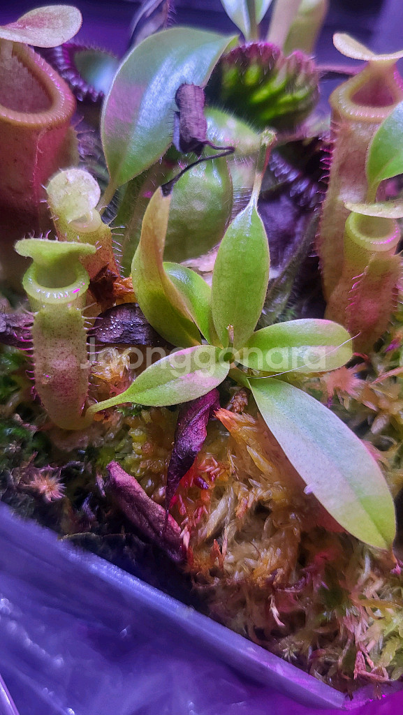 식충식물 고산네펜--0