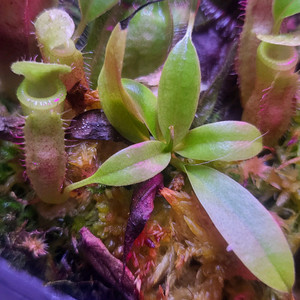 식충식물 고산네펜