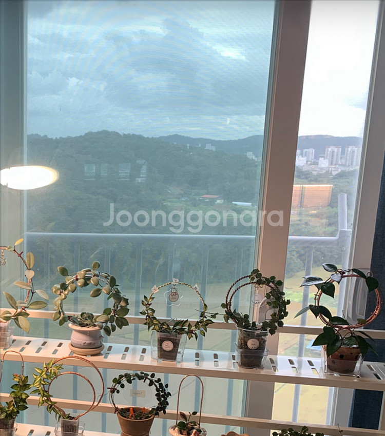 호야 식물 지지대--8