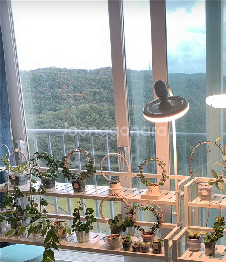 호야 식물 지지대--9