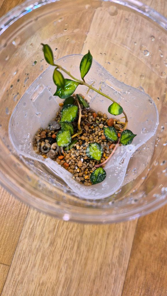 호야 커티시 이너바리에가타--0