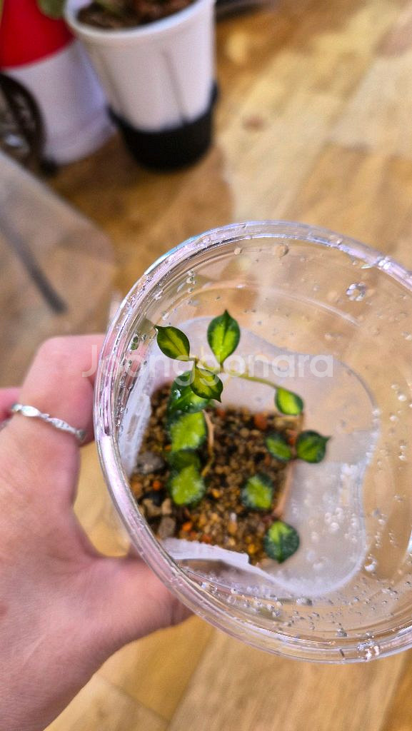 호야 커티시 이너바리에가타--2