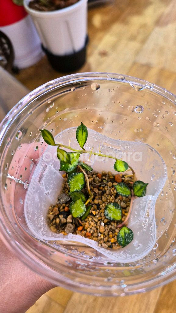 호야 커티시 이너바리에가타--1