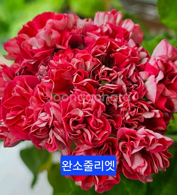 완소줄리엣(완소효효님) K제라늄--0