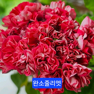 완소줄리엣(완소효효님) K제라늄