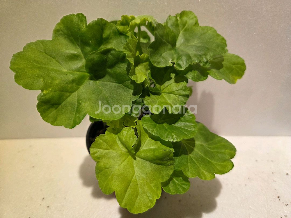 완소줄리엣(완소효효님) K제라늄--1