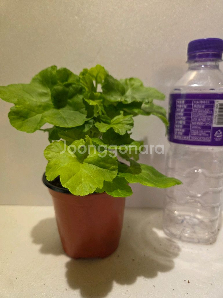 완소줄리엣(완소효효님) K제라늄--2