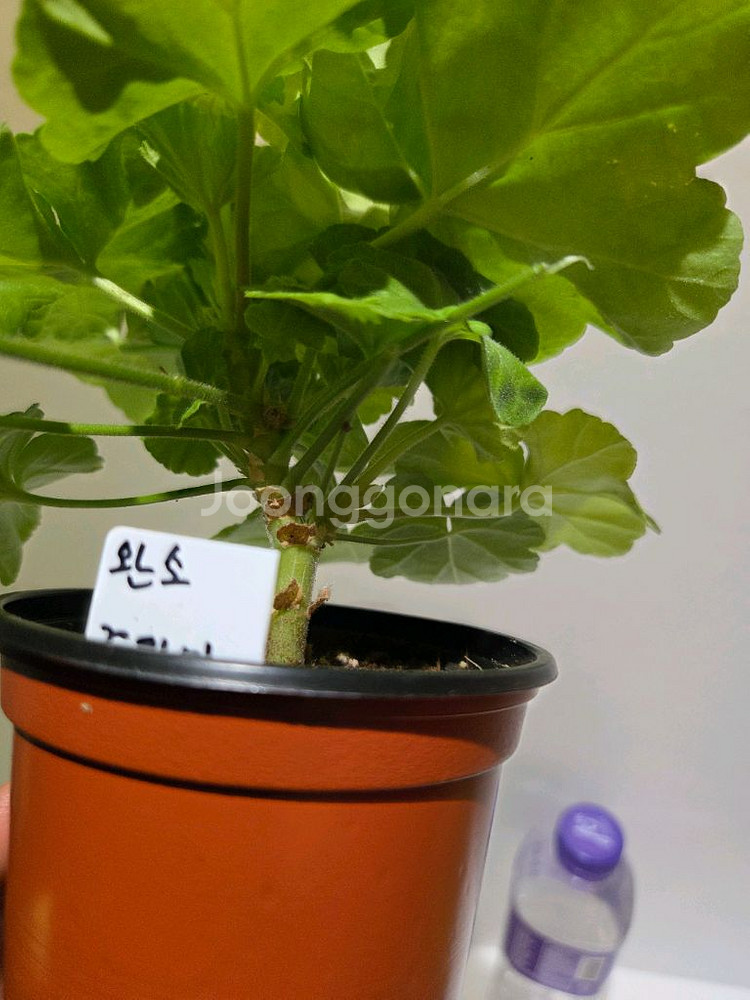 완소줄리엣(완소효효님) K제라늄--3