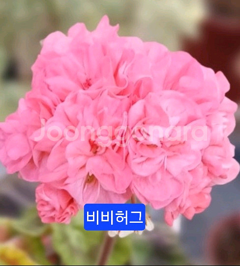 비비허그(애기제라님)K제라늄--0