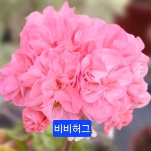 비비허그(애기제라님)K제라늄