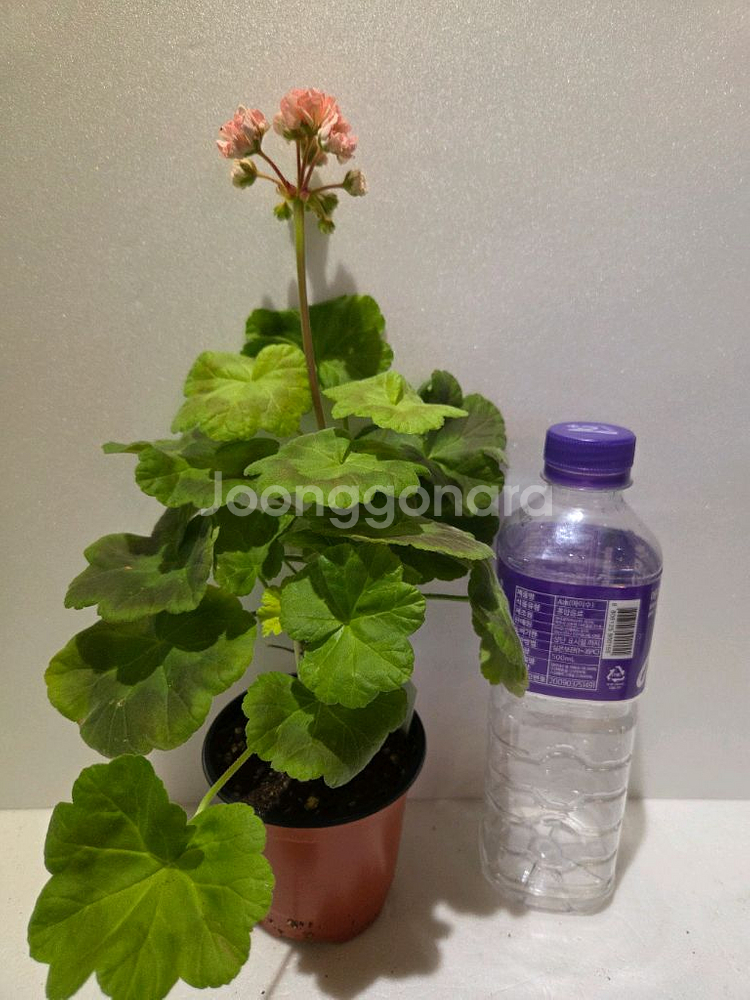 비비허그(애기제라님)K제라늄--2