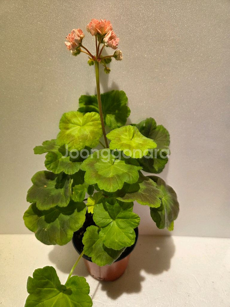 비비허그(애기제라님)K제라늄--1